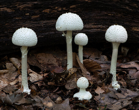 Amanita (sp.) mushrooms in the group known as section Lepidella, sometimes called the "shaggy" or "warted" Amanitas. Central Virginia forest in late August.