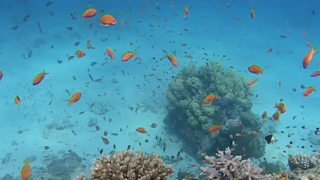 Numerous orange anthias move around coral reef structures in clear blue water.