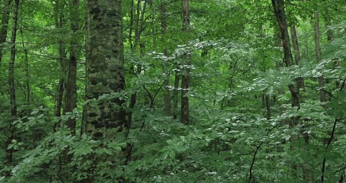 雨上がりのブナの森