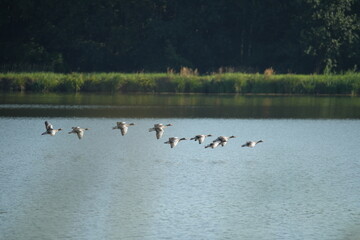 geese on the lake © Szymon