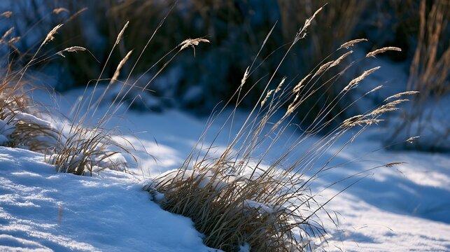 Dry grasses stand tall in snow under soft sunlight  creating a serene winter landscape with gentle shadows and crisp textures