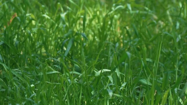 Bright sunlight and green grass swaying in the breeze