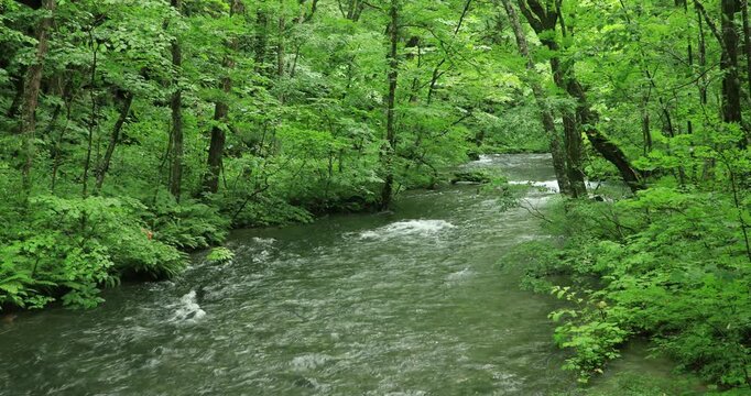 奥入瀬渓流の流れと森