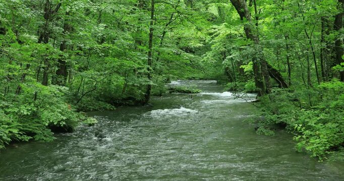 奥入瀬渓流の流れと森