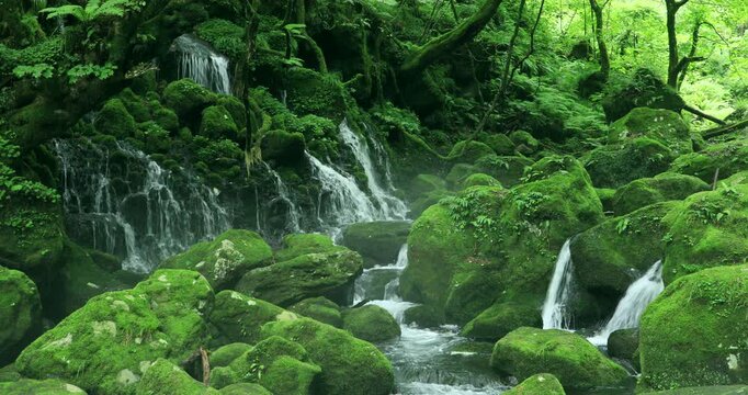 苔むす元滝