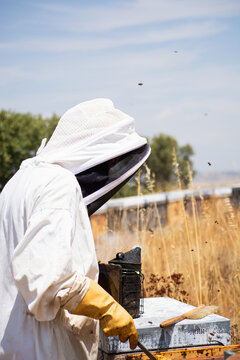 Beekeeper wearing protective suit working with honey bees