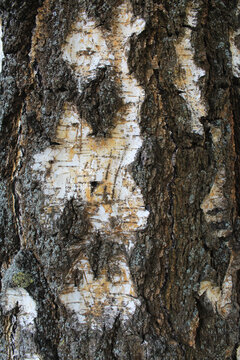 tree bark texture, birch tree bark close-up