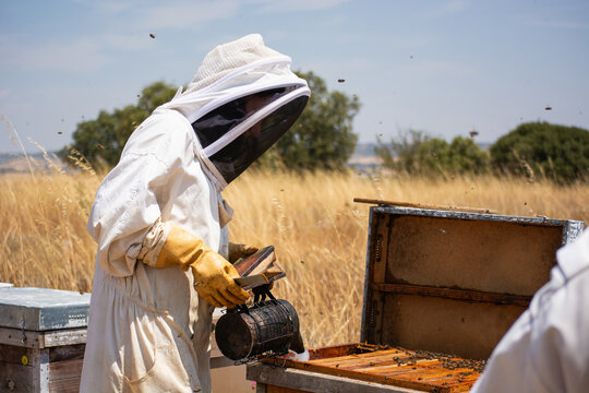 Beekeeper using smoker on open beehive working with bees