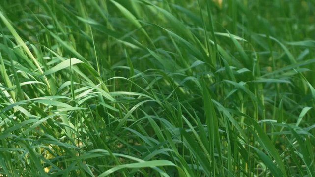 Bright sunlight and green grass swaying in the breeze