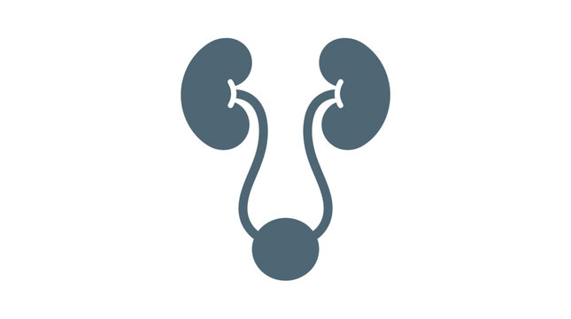 Human urinary system illustration featuring two gray kidneys connected by ureters to a central bladder