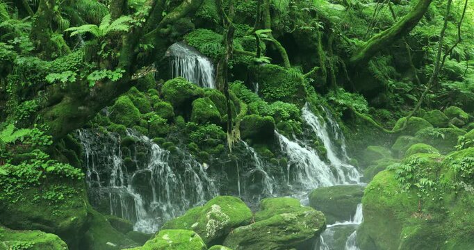苔むす元滝