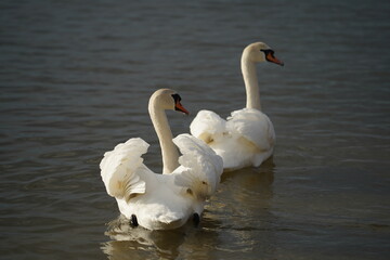 swans birds and seagulls in Black sea at Varna - BG © Miralem