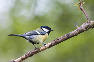 Great tit (Parus major) © Hana