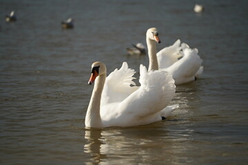 swans birds and seagulls in Black sea at Varna - BG © Miralem