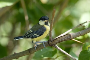 Great tit (Parus major) © Hana