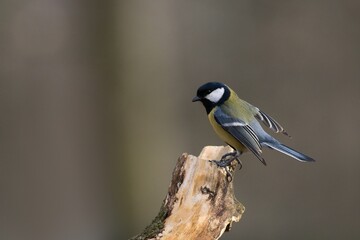 Great tit (Parus major) © Hana