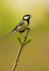 Great tit (Parus major) © Hana