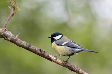 Great tit (Parus major) © Hana