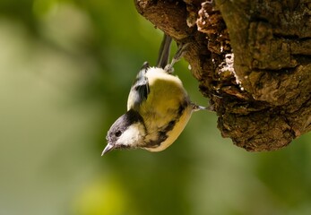 Great tit (Parus major) © Hana