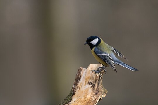 Great tit (Parus major)