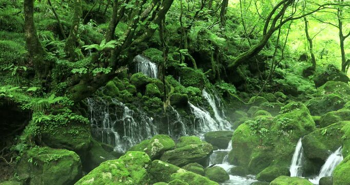 苔むす元滝