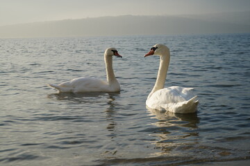 swans birds and seagulls in Black sea at Varna - BG © Miralem