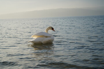 swans birds and seagulls in Black sea at Varna - BG © Miralem