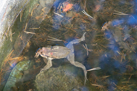 Amphibian frog in a pond with water and muck&mdash;nature.