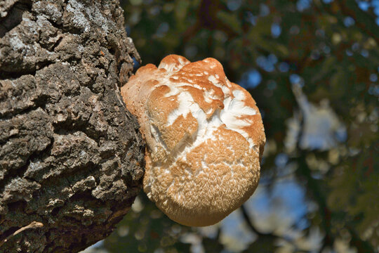 dry dead wood moisture nature mushroom fungus