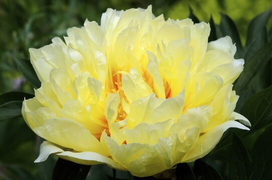 Peony "Bartzella (Paeonia hybrid Bartzella)