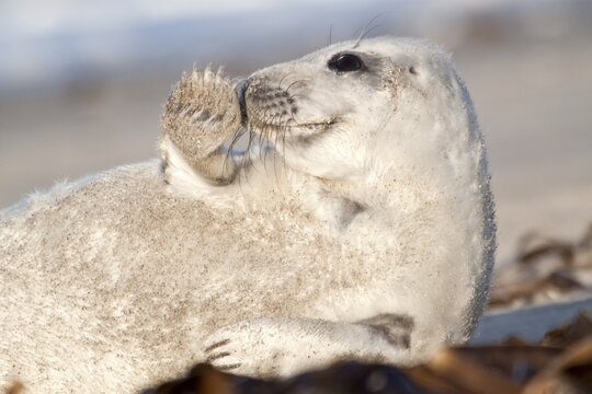 Grey Seal (Halichoerus grypus), pup "waving" with fin, Helgoland, Schleswig-Holstein, Germany