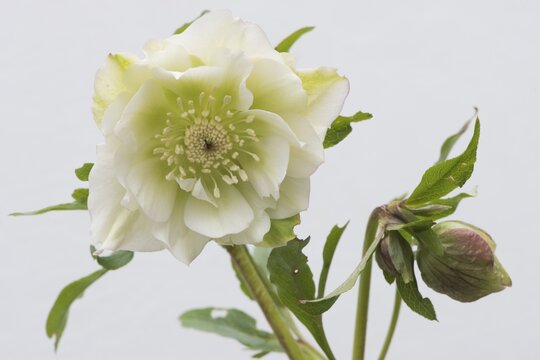 Lenten rose (Helleborus orientalis hybrids "Nina"), Emsland, Lower Saxony, Germany