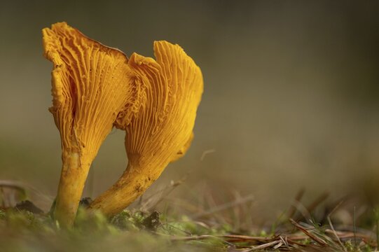 Common chanterelle (Cantharellus cibarius), Aviemore, Scotland, United Kingdom
