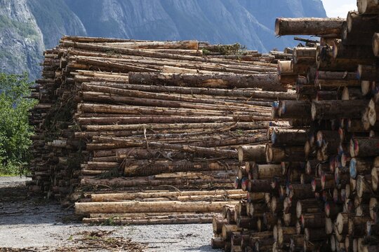Logs, spruce logs, roundwood, storage, timber industry, Sunndals&oslash;ra, Tingvollfjorden, Sunndal Municipality, M&oslash;re og Romsdal Province, Norway
