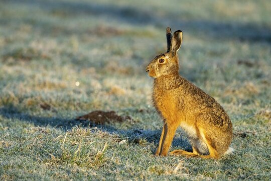 European hare (Lepus europaeus), Vechta, Lower Saxony, Germany