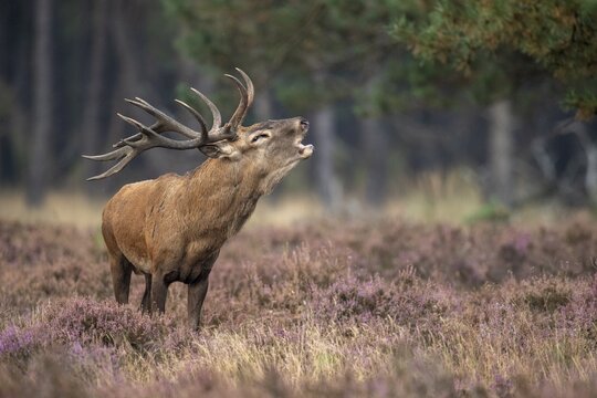 Red deer (Cervus elaphus), Hoenderloo, Gelderland, Netherlands