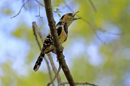 Crested Bart's Bird (Trachyphonus vaillantii), Black-backed Bart's Bird, adult, perch, tree, singing, calling, Kruger National Park, South Africa