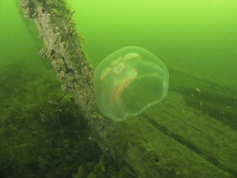 A moon jellyfish (Aurelia aurita) floats in a green underwater setting next to a wooden post on a shipwreck, at the Severn (Trubbnos) wreck dive site, Konabbsfj&auml;rden, Nyn&auml;shamn, Stockholm, Sweden