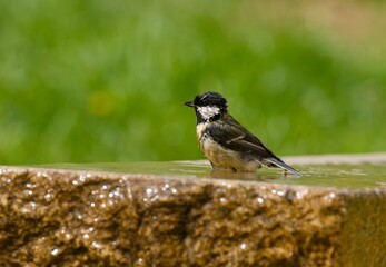 Great tit (Parus major) © Hana