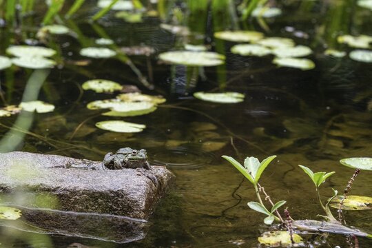 Pool frog (Rana esculenta), Emsland, Lower Saxony, Germany