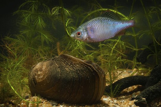 Anodonta cygnea, bitterling, duck mussel, common pond mussel, Rhodeus amarus, Rhodeus sericeus amarus, swan mussel, pond mussel, fish, fishes, river mussel, mussels, pisces, pond mussels