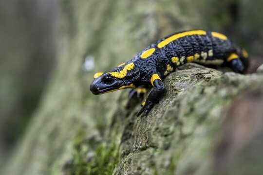 Fire salamander (Salamandra salamandra), Ilsenburg, Saxony-Anhalt, Germany