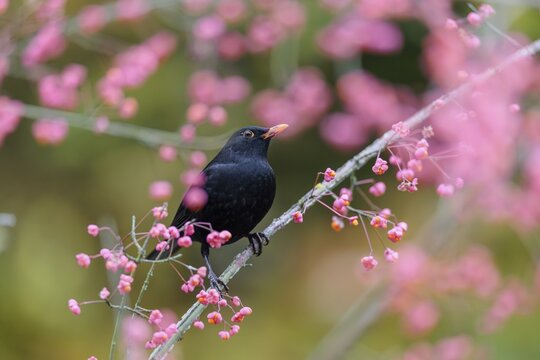 A common blackbird (Turdus merula) sits in a European spindle tree (Euonymus europaeus), and eats the fruit