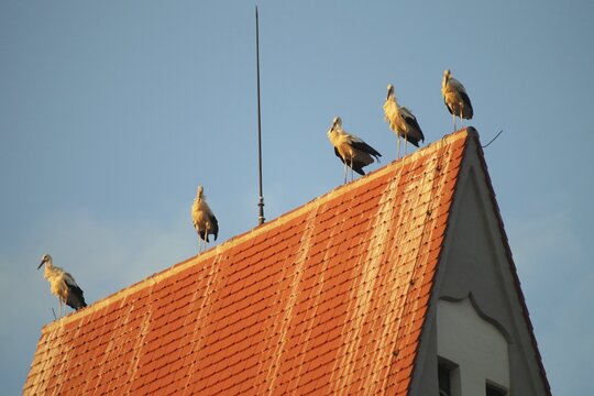 The roof of the church tower in Markt Rettenbach, used as a roost by white storks (Ciconia ciconia), shortly in front of sunset, Allg&auml;u, Bavaria, Germany