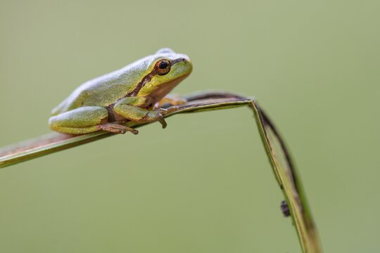 A tree frog (Hyla arborea) perched in a sunny spot, Ahlhorn, Lower Saxony, Germany