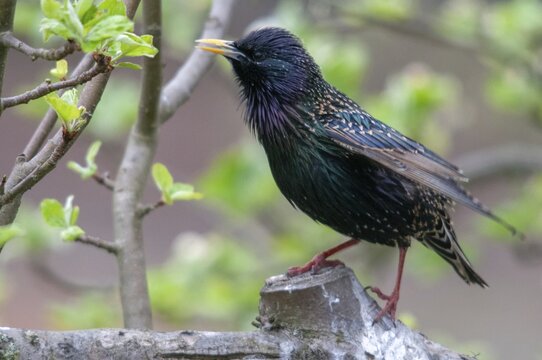 Star, Starling, Sturnus vulgaris, courtship behavior, birds, courtship display, spring, song, meadow orchard, passeri, singing, songbirds, song birds, jumping, orchard, birds