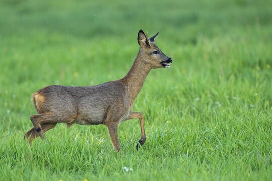 Roe deer (Capreolus capreolus) in Lauf, Vechta, Lower Saxony, Germany
