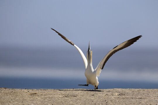 Cape Gannet (Morus capensis), adult, in flight, taking off, flying away, on land, coast, beach, Lamberts Bay, Western Cape, South Africa