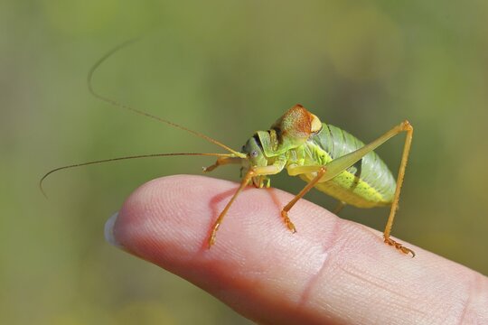 Steppe saddle grasshopper (Ephippiger ephippiger), Male, in a vineyard, on Viper's bugloss (Echium vulgare), with bokeh in the background, for size comparison on a finger of a human hand, leaf-feeding grasshoppers, long-horned grasshoppers, Germany's Red List, specially protected species, critically endangered, Cochem, Moselle, Rhineland-Palatinate, Germany