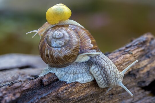 Burgundy snail, banded snails, cepaea, cepaea nemoralis, grove snail, hornworm snail, helicidae, helix pomatia, roman snail, snails, black-mouthed snail, vineyard snail, gastropod, mollusca, snails, snails, molluscs
